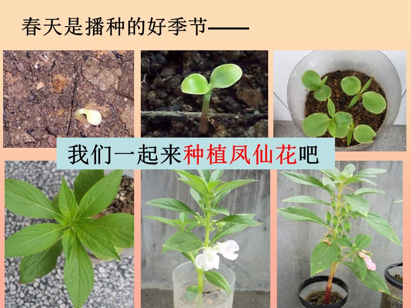 三年级科学下册 植物的生长变化 2 种植我们的植物课件5 教科版.ppt_第2页