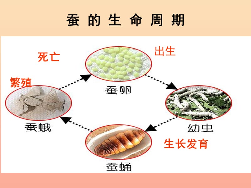 三年级科学下册 动物的生命周期 6《其他动物的生命周期》课件1 教科版.ppt_第2页