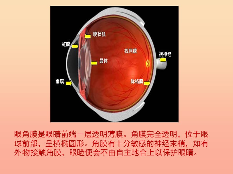 四年级语文下册 第五单元 18《永生的眼睛》课件 新人教版.ppt_第2页