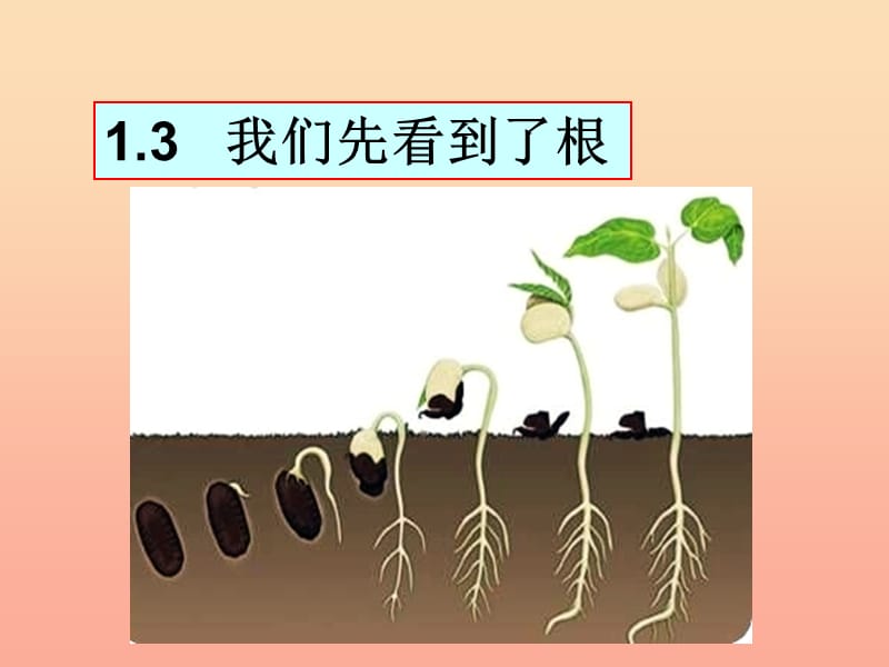 三年级科学下册植物的生长变化3我们先看到了根课件2教科版.ppt_第1页