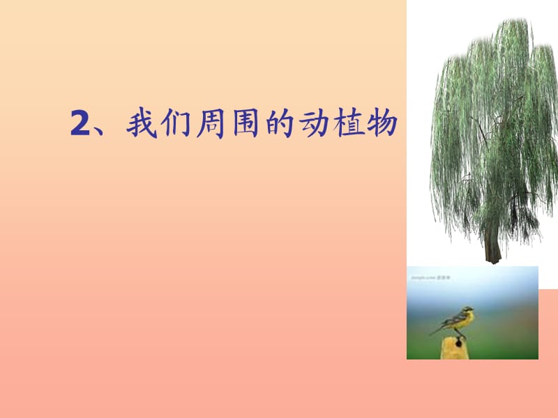 三年级科学上册 1.3 我们周围的动植物课件1 青岛版五四制.ppt_第1页