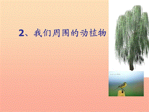 三年級科學(xué)上冊 1.3 我們周圍的動植物課件1 青島版五四制.ppt