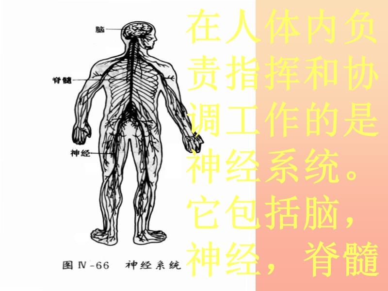 2019秋六年级科学上册 4.2《登上健康快车》课件2 大象版.ppt_第2页