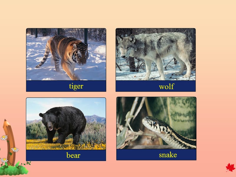 三年级英语下册Unit2AnimalsattheZooLesson8TigersandBears课件冀教版三起.ppt_第3页