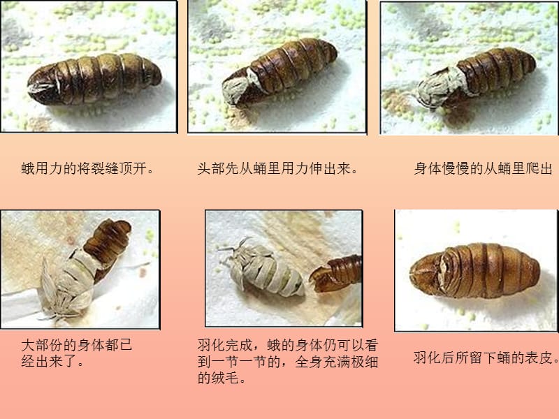 三年级科学下册 动物的生命周期 4 蛹变成了什么课件1 教科版.ppt_第3页