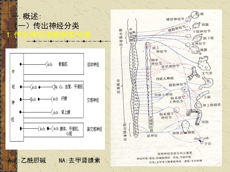 作用于外周神经系统的药物_第3页