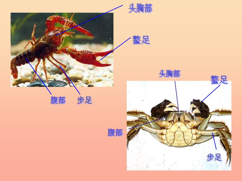 二年级美术上册 做做虾和蟹课件2 苏少版.ppt_第2页