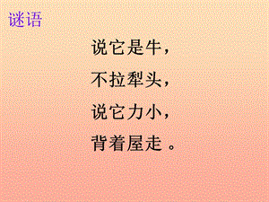 六年級(jí)科學(xué)上冊(cè) 第2章 第1節(jié) 生物-觀察蝸牛課件 牛津上海版五四制.ppt