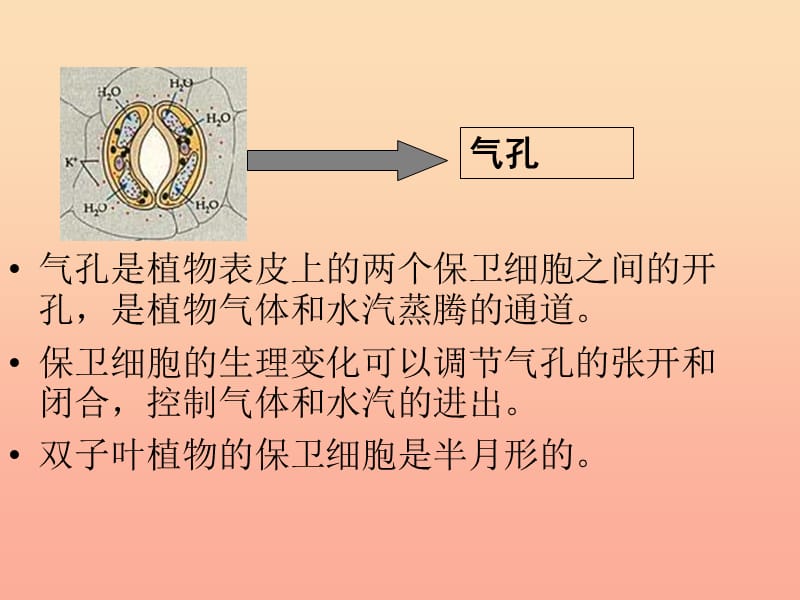 六年级科学下册 第一单元 微小世界 6 用显微镜观察身边的生命世界(二)课件1 教科版.ppt_第3页