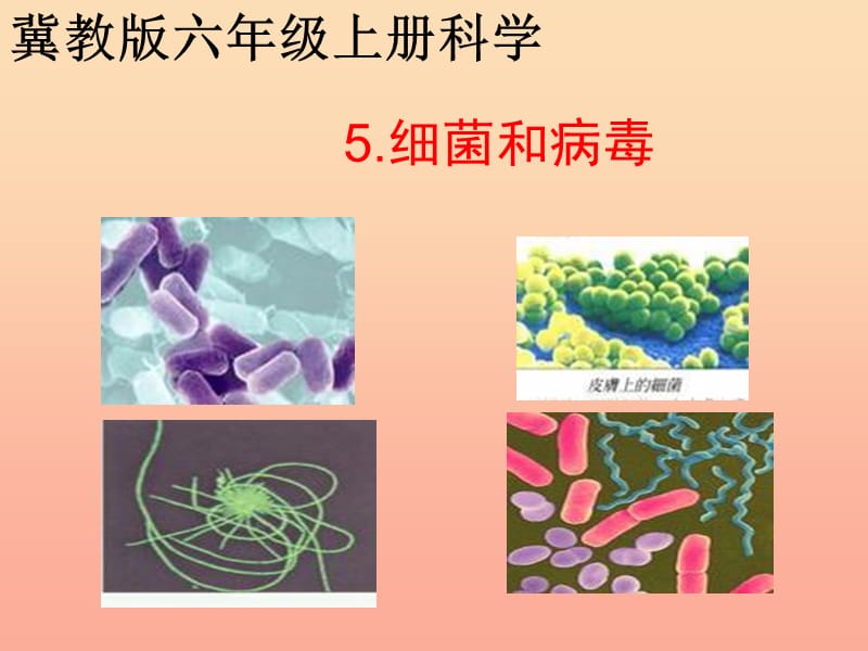 六年级科学上册第5课细菌和簿课件1冀教版.ppt_第1页