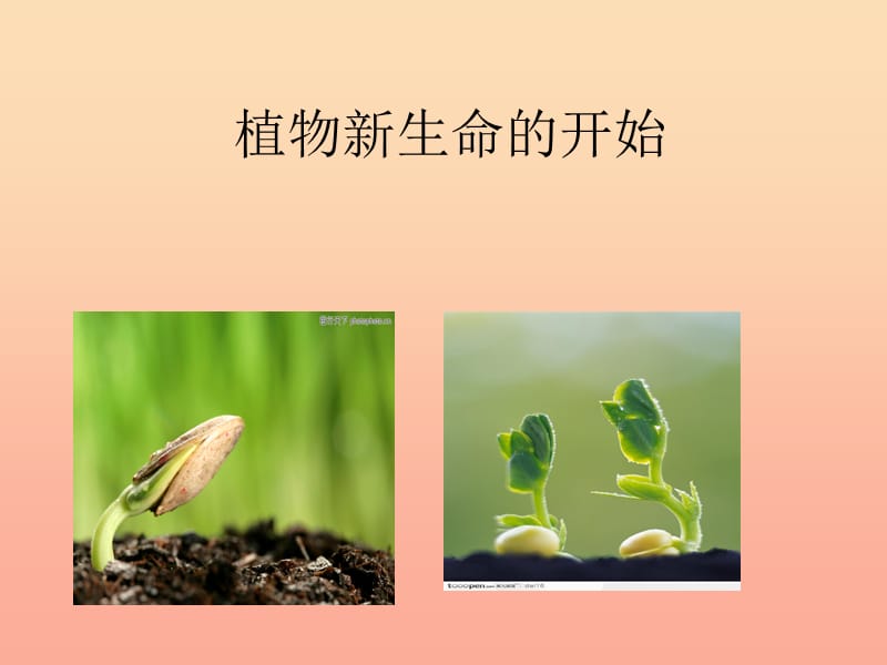 三年级科学下册 植物的生长变化 1《植物新生命的开始》课件1 教科版.ppt_第1页