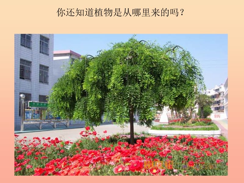 三年级科学下册 植物的生长变化 1《植物新生命的开始》课件1 教科版.ppt_第3页