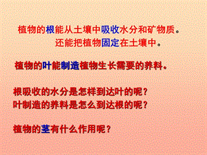 三年級(jí)科學(xué)下冊(cè) 植物的生長(zhǎng)變化 5 莖越長(zhǎng)越高課件 教科版.ppt