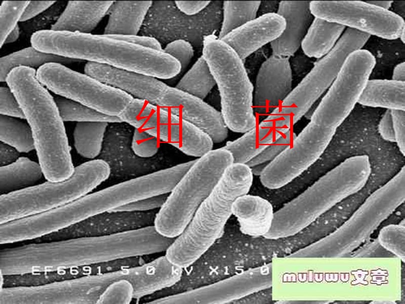 六年级科学上册 细菌课件1 青岛版.ppt_第1页