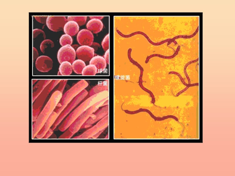 六年级科学上册 细菌课件1 青岛版.ppt_第3页