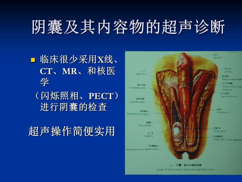 阴囊及其内容物的超声诊断_第1页