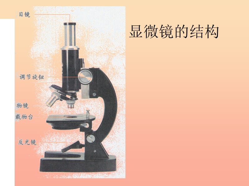 六年级科学下册 第一单元 微小世界 5 用显微镜观察身边的生命世界(一)课件2 教科版.ppt_第3页