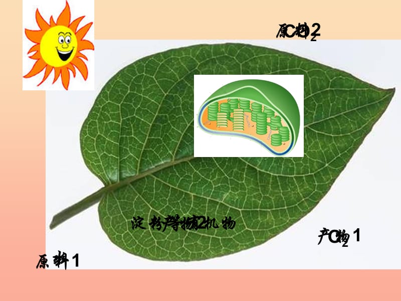 2019秋五年级科学上册 7.1《光合作用是怎样发现的》课件2 大象版.ppt_第2页