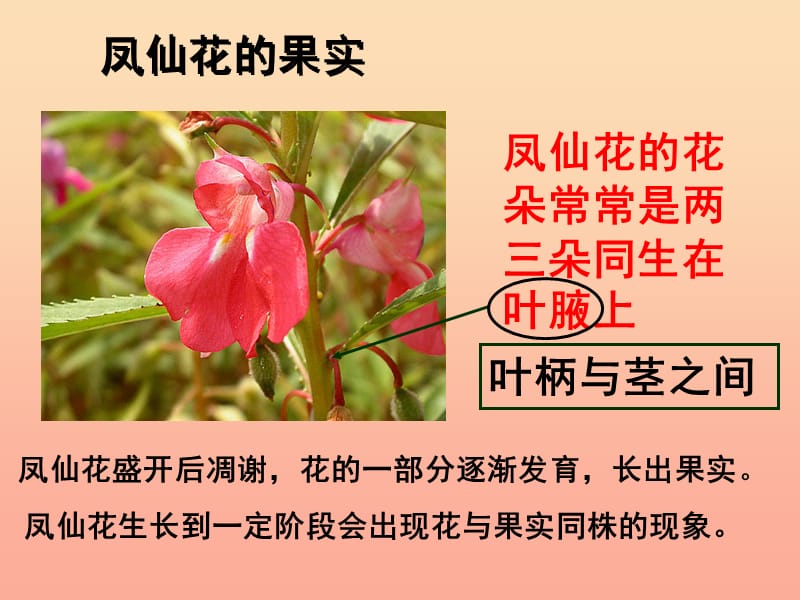 三年级科学下册 植物的生长变化 7我们的大丰收课件 教科版.ppt_第3页