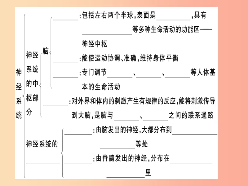 2019七年级生物下册 第四单元 第六章 第二节 神经系统的组成习题课件 新人教版.ppt_第2页