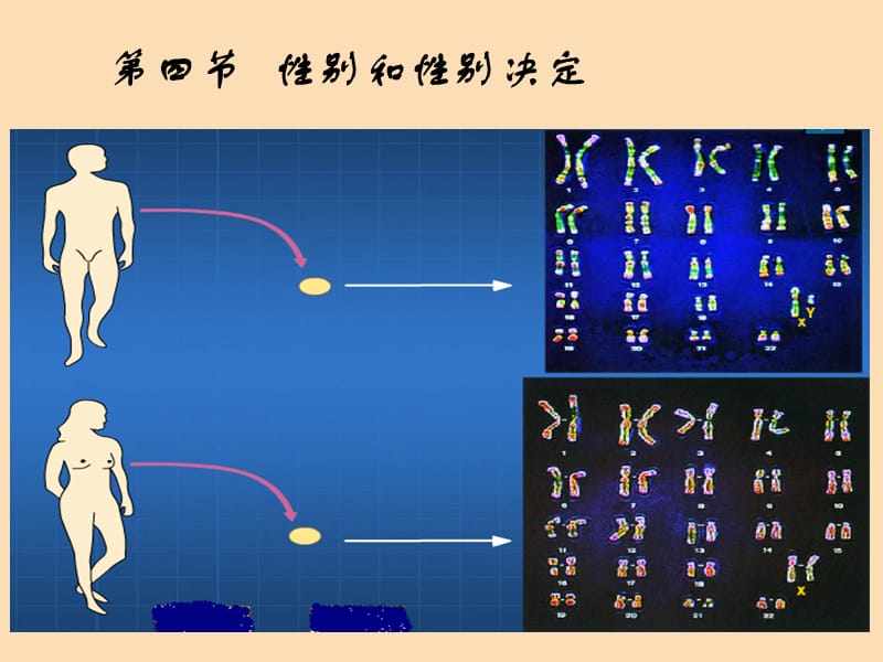 八年级生物上册 20.4《性别和性别决定》课件4 （新版）北师大版.ppt_第1页