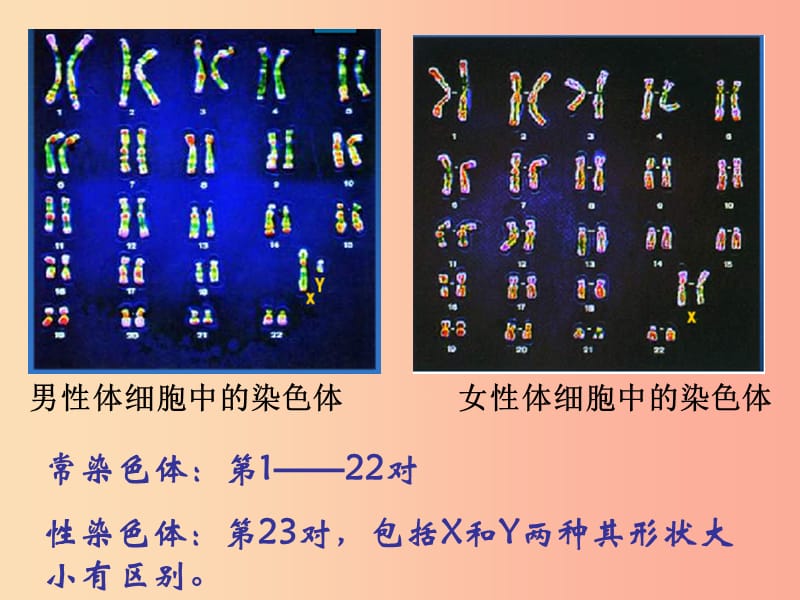 八年级生物上册 20.4《性别和性别决定》课件4 （新版）北师大版.ppt_第3页