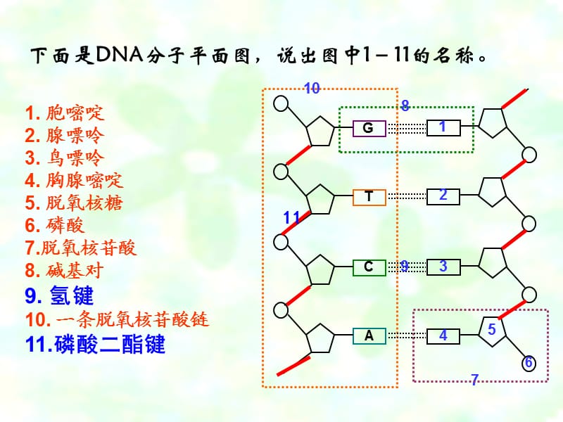 基因工程(浙版老师).ppt_第1页