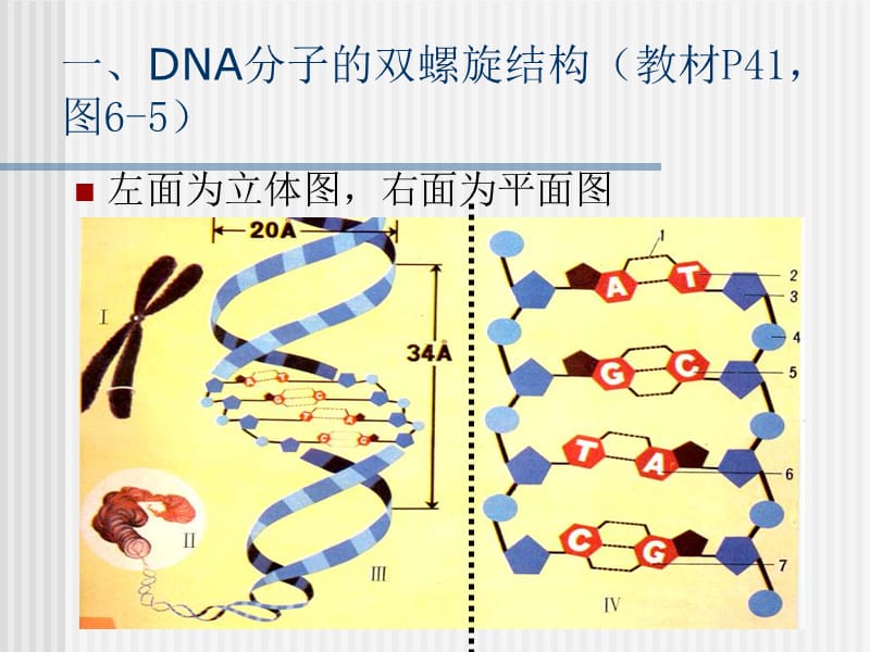 DNA分子的双螺旋结构1(新理论).ppt_第2页