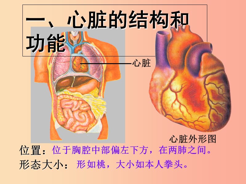 吉林省双辽市七年级生物下册 第四单元 第四章 第三节 输送血液的泵——心脏课件 新人教版.ppt_第2页