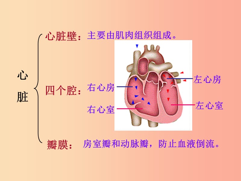 吉林省双辽市七年级生物下册 第四单元 第四章 第三节 输送血液的泵——心脏课件 新人教版.ppt_第3页