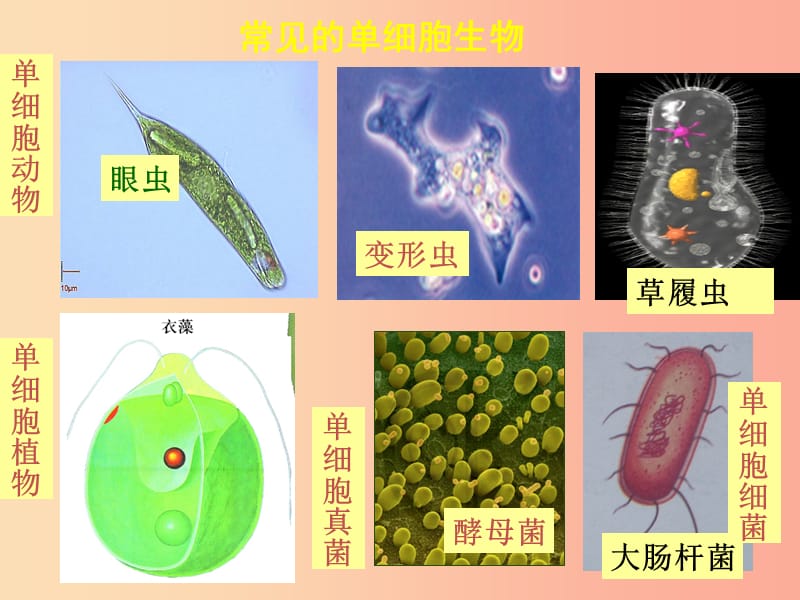 2019年七年级生物上册 2.2.4《单细胞生物》课件4 新人教版.ppt_第3页