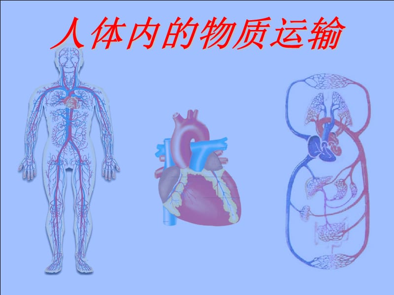 《人体内物质的运输》复习课件.ppt_第1页