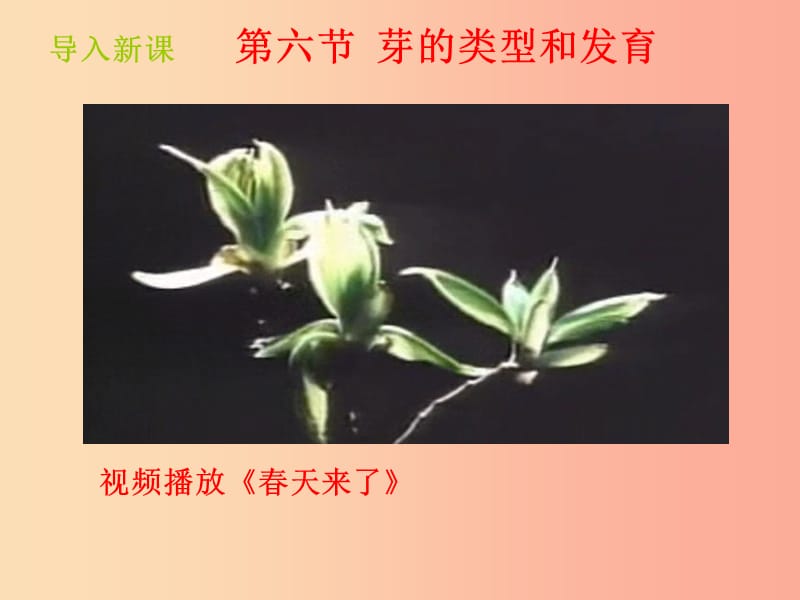 山东省八年级生物上册 4.1.6《芽的类型和发育》课件（新版）济南版.ppt_第2页