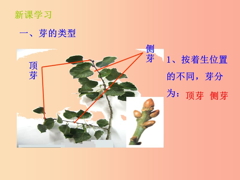 山东省八年级生物上册 4.1.6《芽的类型和发育》课件（新版）济南版.ppt_第3页