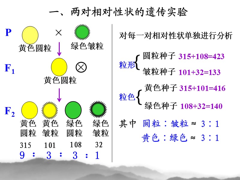 孟德尔的豌豆杂交实验用‘.ppt_第2页