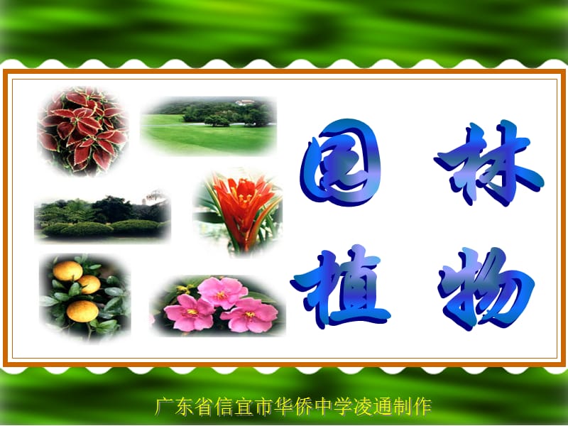 园林植物(选修课)凌通.ppt_第1页