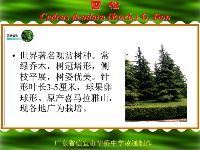 园林植物(选修课)凌通.ppt_第3页