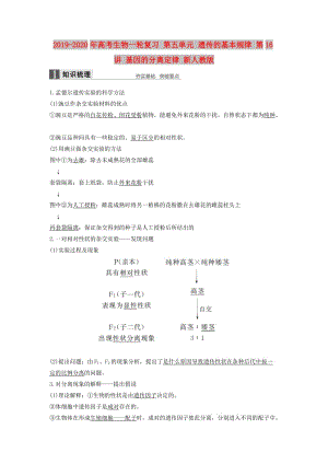 2019-2020年高考生物一輪復習 第五單元 遺傳的基本規(guī)律 第16講 基因的分離定律 新人教版.doc