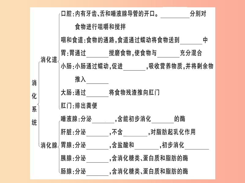 2019七年级生物下册 第四单元 第二章 第二节 消化和吸收（第1课时 人体的消化系统）习题课件 新人教版.ppt_第3页