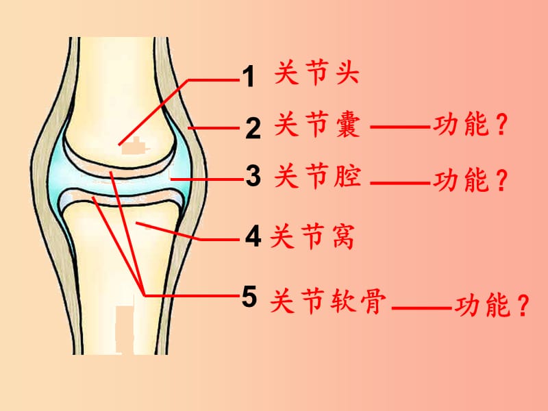 内蒙古八年级生物上册 5.2.2 先天性行为和学习行为课件 新人教版.ppt_第2页