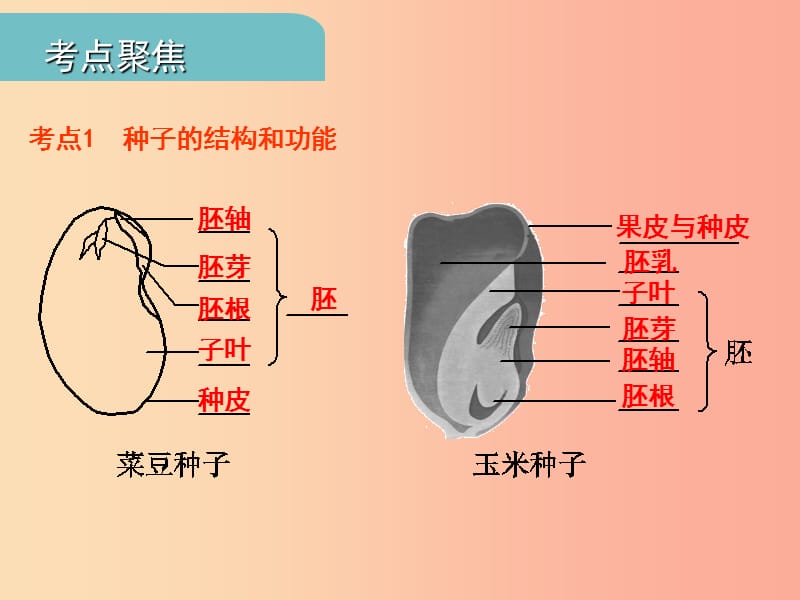 中考江西专用2019中考生物四一绿色开花植物的一生习题课件.ppt_第3页