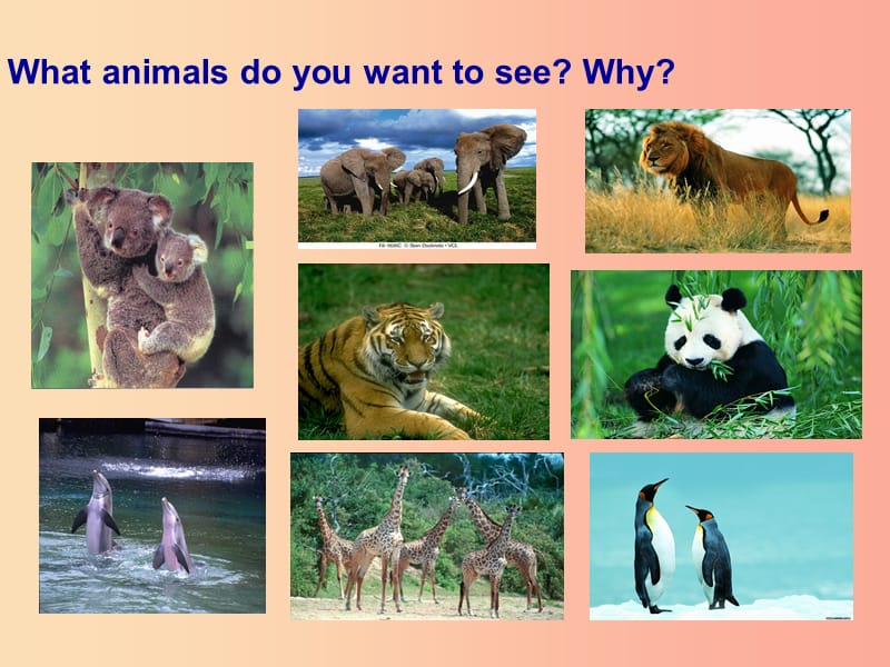 七年级英语下册 Unit 5 Why do you like pandas Section A（Grammer Focus-3c）教学课件2 人教新目标版.ppt_第3页