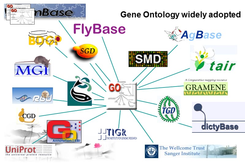 基因本体论(GeneOntology)概览.ppt_第3页