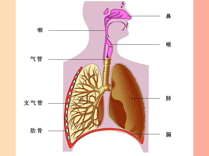 七年级生物下册4.3.1呼吸道对空气的处理课件2 新人教版.ppt_第2页