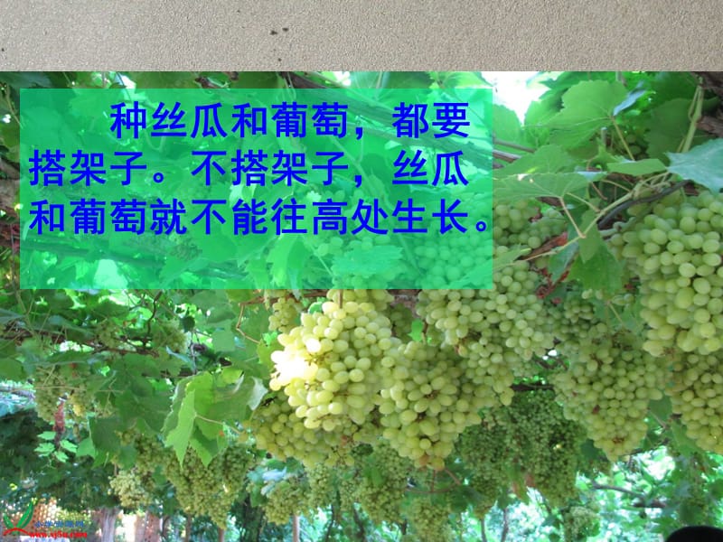 人教新课标四年级语文上册课件爬山虎的脚.ppt_第1页