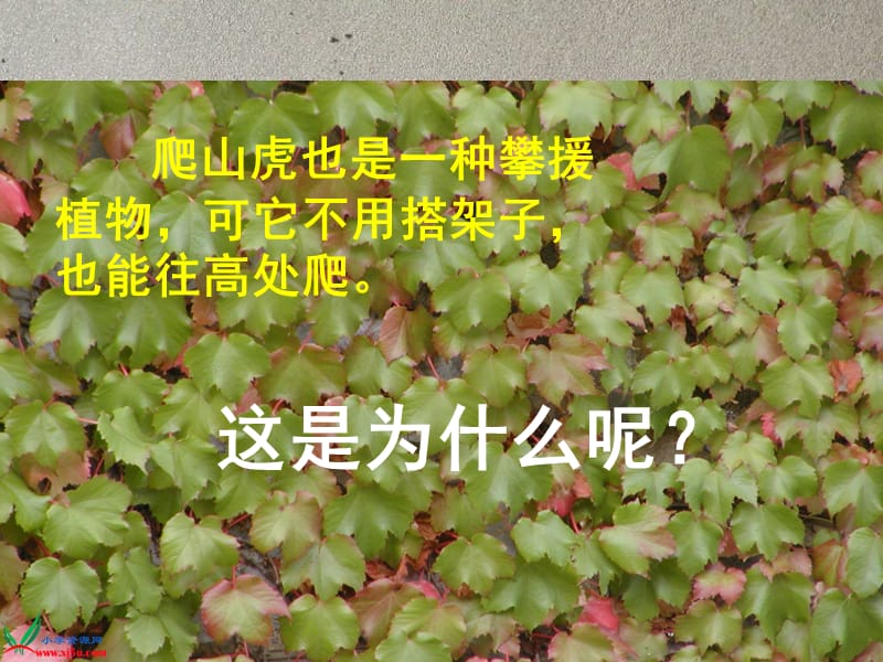 人教新课标四年级语文上册课件爬山虎的脚.ppt_第2页