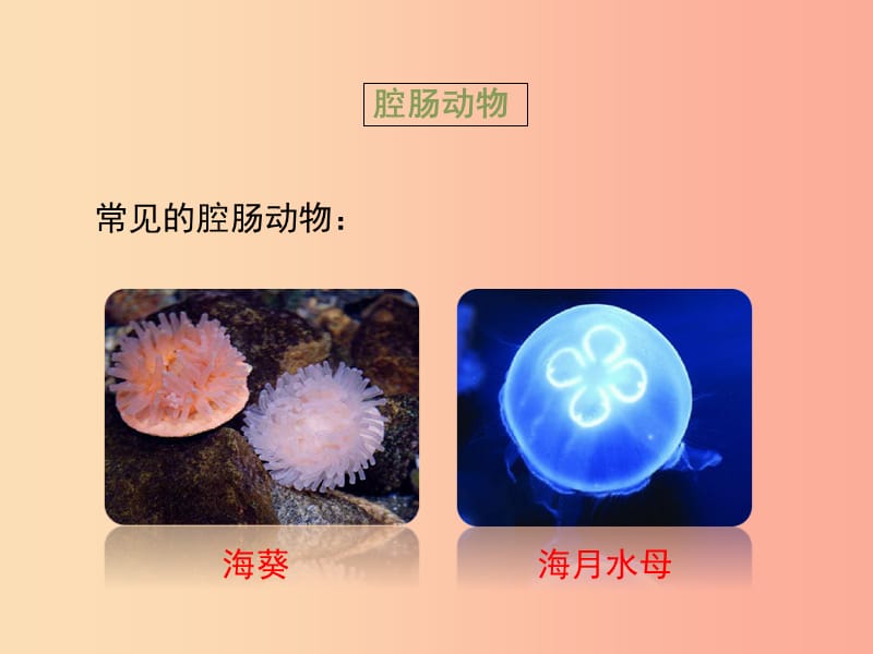 七年级生物上册 2.2.1《无脊椎动物的主要类群》第一课时课件 （新版）济南版.ppt_第3页