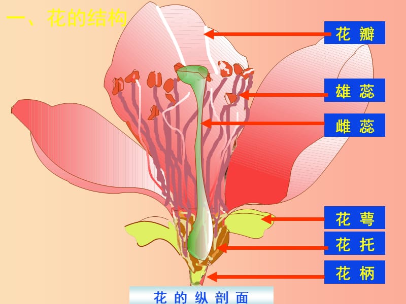 七年级生物上册 3.6.3《生殖器官的生长》课件 （新版）北师大版.ppt_第3页