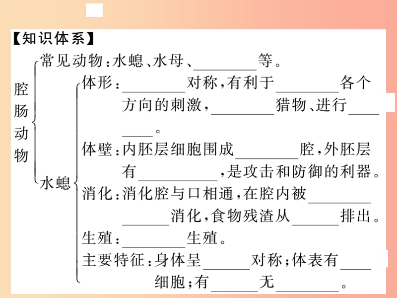 2019年八年级生物上册 第五单元 第一章 第一节 腔肠动物和扁形动物习题课件 新人教版.ppt_第2页