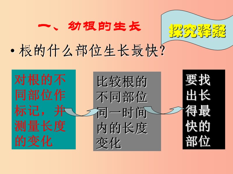 安徽省七年级生物上册 3.2.2 植株的生长课件1 新人教版.ppt_第2页